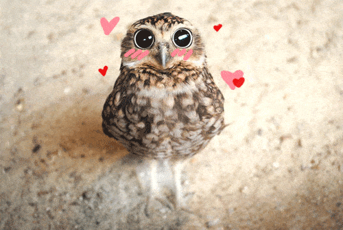 giphy (3)