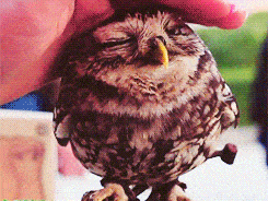 giphy (4)